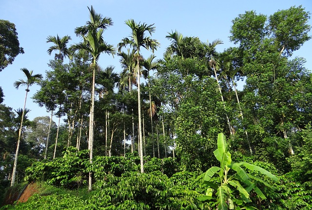 coffee-plantation-346307_640