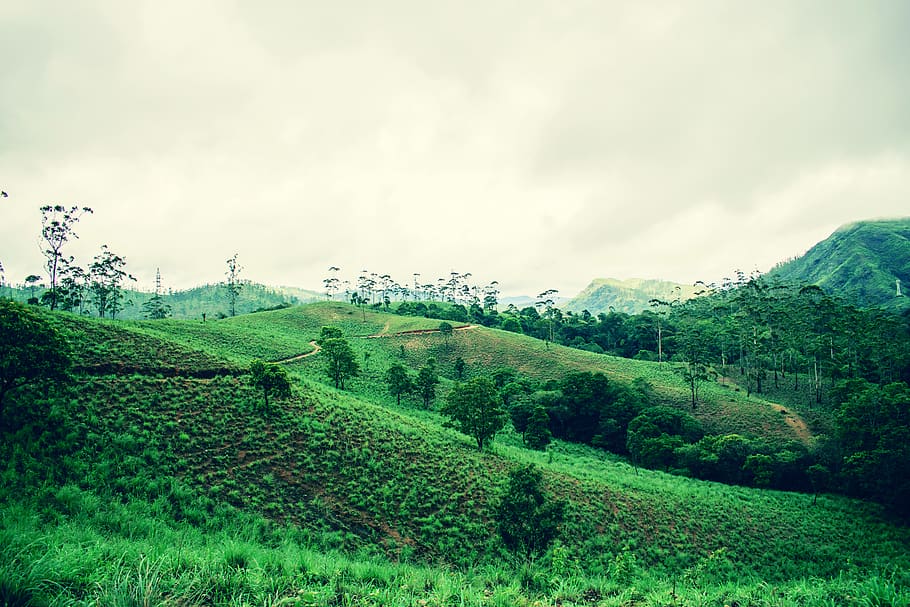 india-periyar-thekkady-green